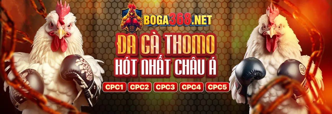 Đá gà trực tuyến 8xx Win, trận đấu kịch tính